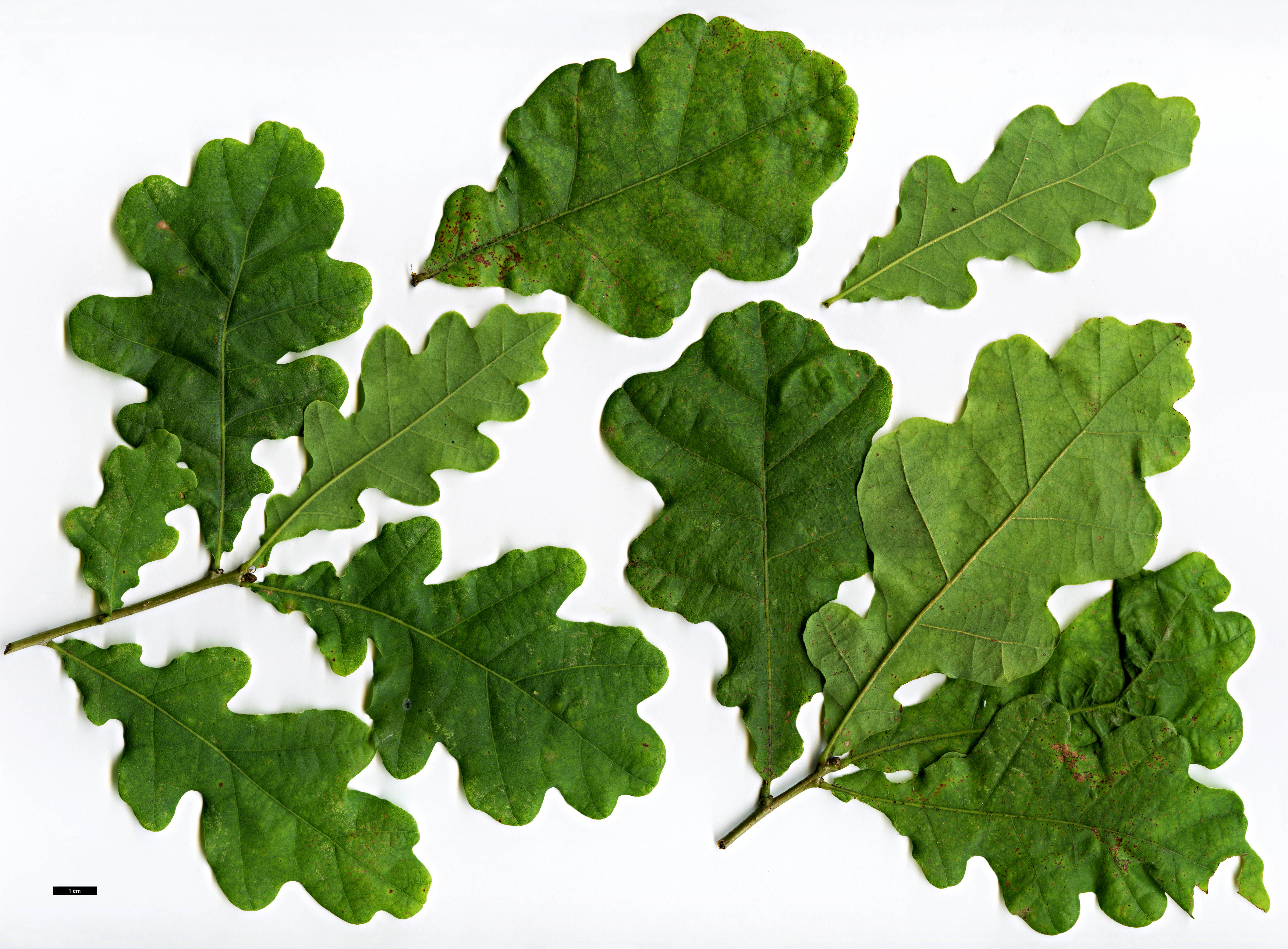 High resolution image: Family: Fagaceae - Genus: Quercus - Taxon: robur - SpeciesSub: Haas Group